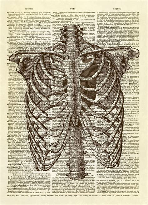 Human Rib Cage With Heart Dictionary Art Print Human Rib Cage Human