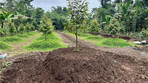 Memperbesar Diameter Busut Durian Kebun Durian Sistem Busut Youtube