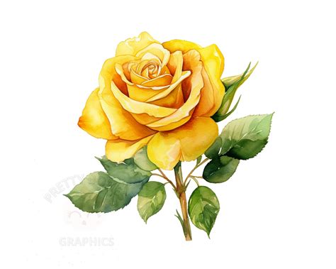 Watercolor Yellow Rose Clipart Png Instant Download File Digital