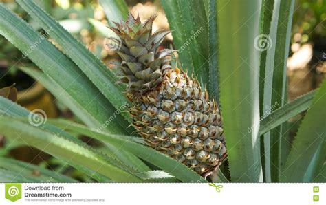 Pineapple plant field stock photo. Image of phuket, organic - 77080878