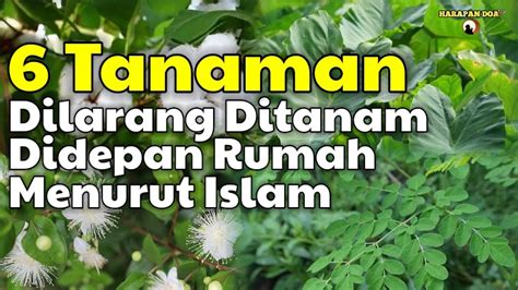 HATI HATI Inilah 6 Tanaman Yang Dilarang Ditanam Didepan Rumah