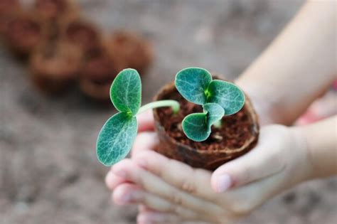 Una Persona Que Sostiene Una Peque A Planta En Sus Manos Foto Premium