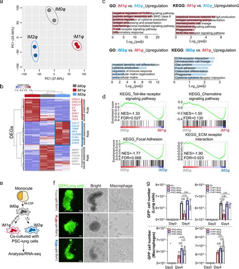 Activation Of Hpsc Derived Macrophages And Their Co Culture With