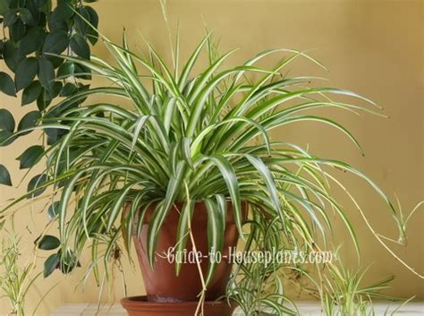 Spider Plant Care How To Grow Chlorophytum Comosum Indoors