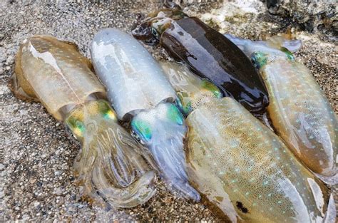 【エギ】釣れる！秋イカエギングにおすすめのエギ5選を紹介！ 釣れるんか？