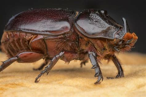 Premium Photo Closeup Shot Of Female Rhinoceros Beetle