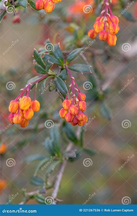 Darwins Barberry Berberis Darwinii Orange Yellow Flowering Shrub