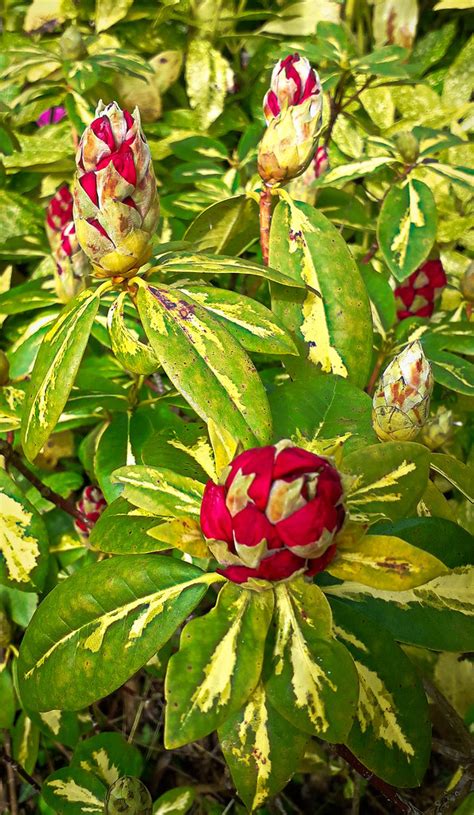 Rhododendron Du Jardin Marie Du Val Couesnon Flickr