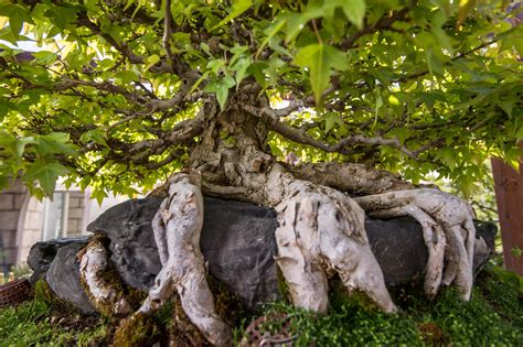 Acer Buergerianum Agarrado A Piedra Ishizuke Blog Bonsai Colmenar