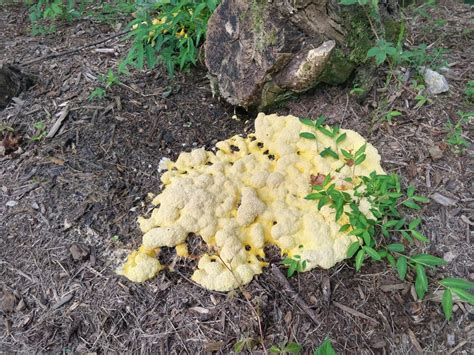 Slime Molds And Yeasts Not A Pest N C Cooperative Extension