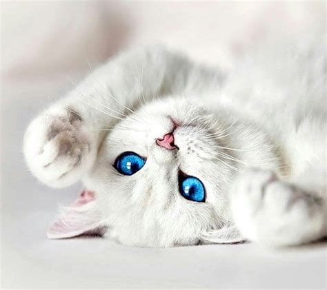 Cute White Cat Blue Eyes