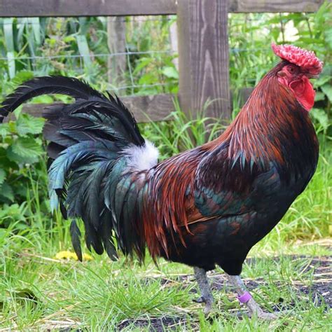 16 Best Brown Chicken Breeds You Should Know