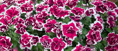 Petunia x SweetSunshine® Magenta Picotee | Balkonovky |Zahradnictví Franc