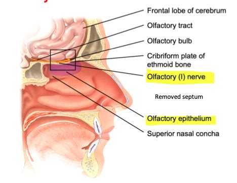 Special Senses Smell Taste Hearing And Balance Flashcards Quizlet