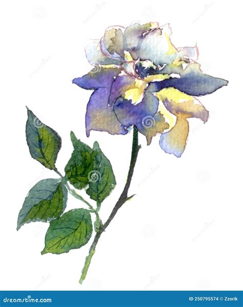 Watercolor Hand Painted Blue Rose Flower Botanical Illustration Stock