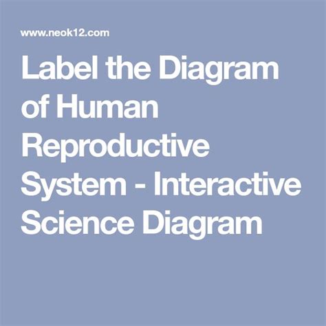 Label The Diagram Of Human Reproductive System Interactive Science Diagram Science Diagrams