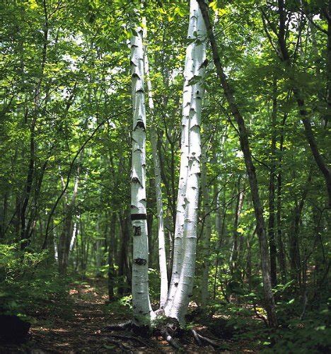 100 JAPANESE WHITE BIRCH TREE Betula Platyphylla Japonica Seeds by ...