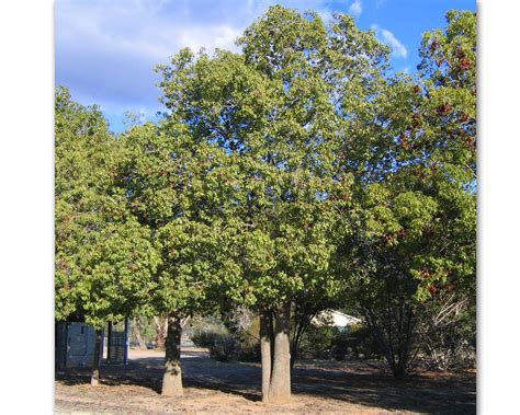 Brachychiton Populneus Kurrajong Tree Tubestock Gardensonline