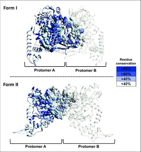 Evolutionary Conservation Of Residues In The Dimerization Interfaces Of