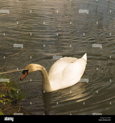 Thames wildlife hi-res stock photography and images - Alamy