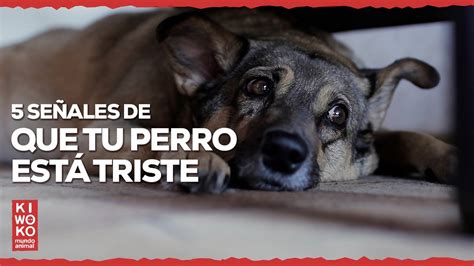 Con Qué Frecuencia Odian Los Perros