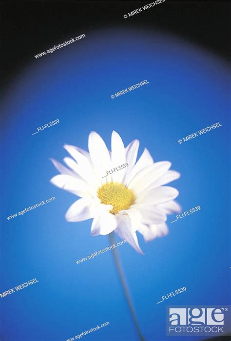 Daisy, Blue Background, Stock Photo, Picture And Rights Managed Image ...