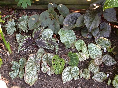 Begonia Bed Various Hybrids Planted Out For Testing John Boggan