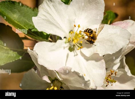 Honey Bee Pollinating Apple Blossom Stock Photo Alamy