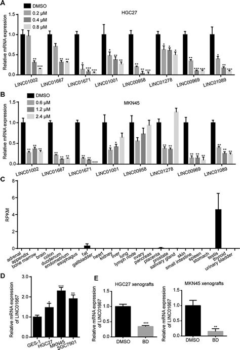 Frontiers Bruceine D Inhibits Cell Proliferation Through