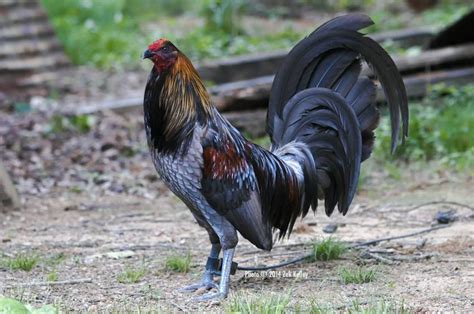 Mug Gamefowl A Resilient And Revered Gamefowl Breed Sustainable Agriculture