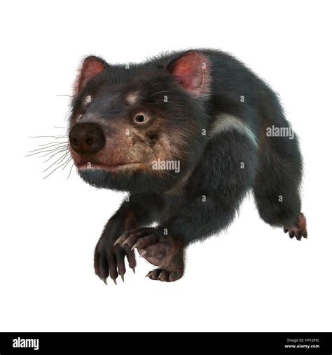 3d Rendering Of A Tasmanian Devil Isolated On White Background Stock