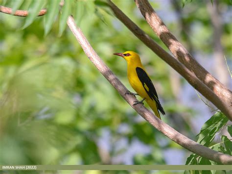 Indian Golden Oriole Oriolus Kundoo Indian Golden Oriole Flickr