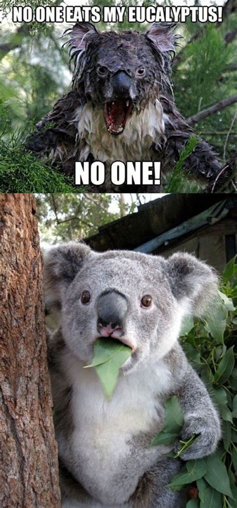 Koala Meme Face Bmp Place