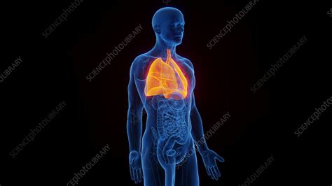 Lungs Illustration Stock Image F Science Photo Library