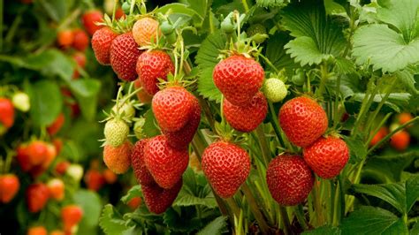 Types Of Strawberry Plants 10 Varieties For Tempting Fruits