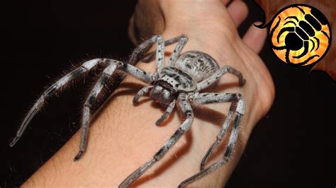 Giant Huntsman Spiders Breeding Youtube