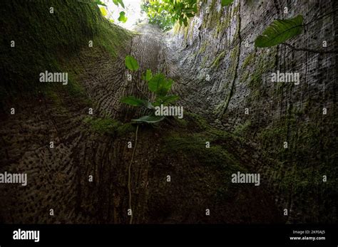 Ecuador Amazon Rainforest Rio Napo Near Coca A Giant Kapok Tree In