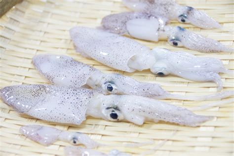 小さいけれど大きな魅力！ヒイカの特徴や生態、おすすめの調理法をご紹介！ 釣りメディアgyogyo