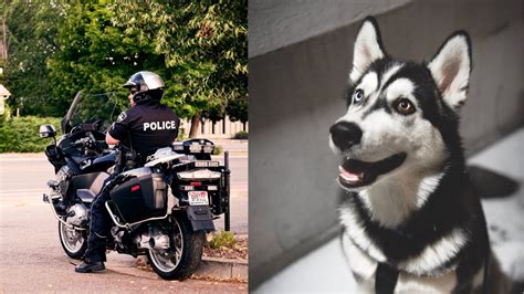 Cane Husky Si Perde Allo Stadio E Si Arruola Nella Polizia Cos Ha