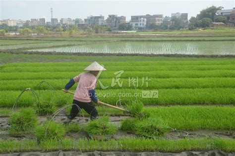 广西梧州：水乡插秧忙 人民图片网