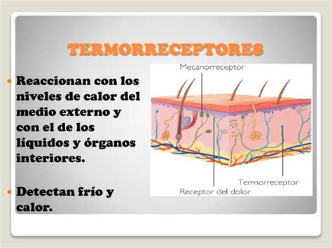 Ppt Receptores Sensoriales Powerpoint Presentation Id 922163