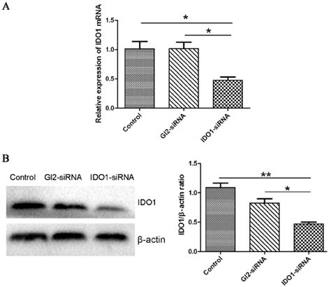 Ido1 Sirna Silences Ido1 Expression In Vitro A Ido1 Mrna Expression