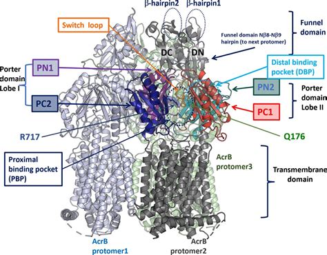 The Evolution of Antibiotic Resistance in Bacteria - TechCodex