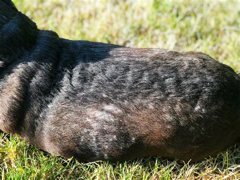 Got A Stinky Dog? This DIY Dry Dog Shampoo Can Help - the DIY Pet