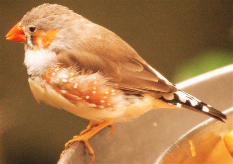 Zebra Finch Martin Gresty Flickr