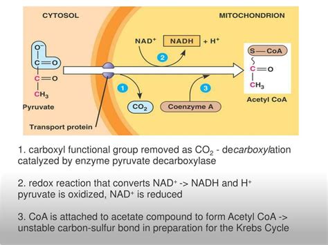 Ppt Pyruvate Oxidation And Krebs Cycle Powerpoint Presentation Free Download Id 5062110