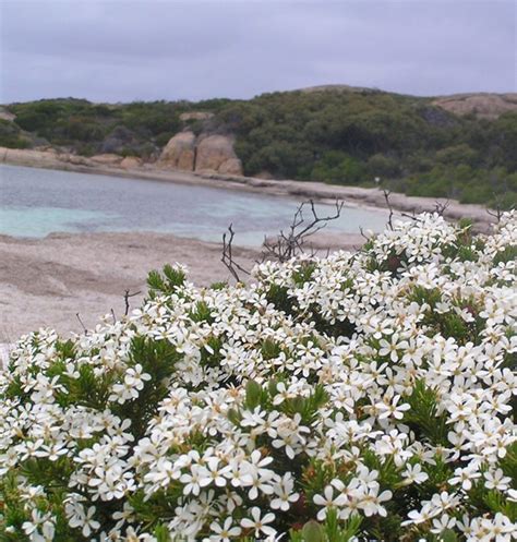 Ricinocarpos cyanescens – Little Wedding Bush | Gardening With Angus