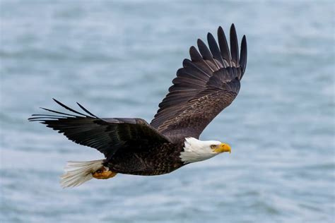 Amazing Facts About Bald Eagles Spark Lark