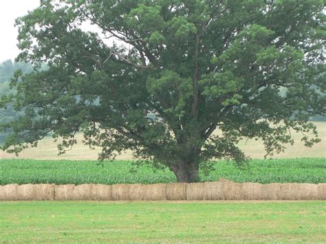 Oak And Hay Neil Smith Flickr