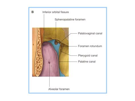 Pterygopalatine Fossappt